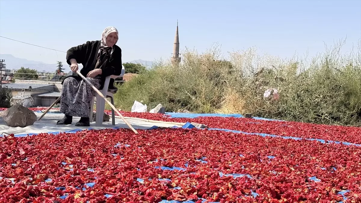 cirgalan biberi lezzetin kaynagi QHsEXTep