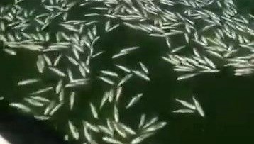 kahramanmarasta balik olumleri NNmcQI4C