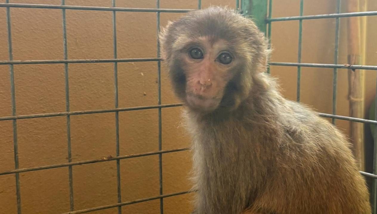 siddete maruz kalan maymun kurtarilip korumaya alindi COrOExpU